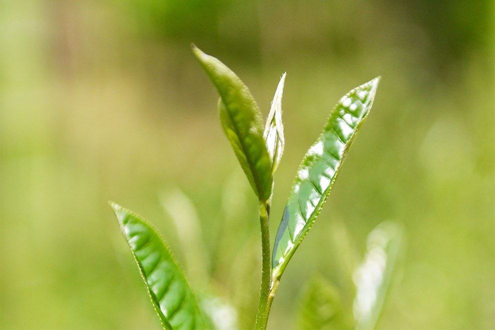 зеленый чай.jpg