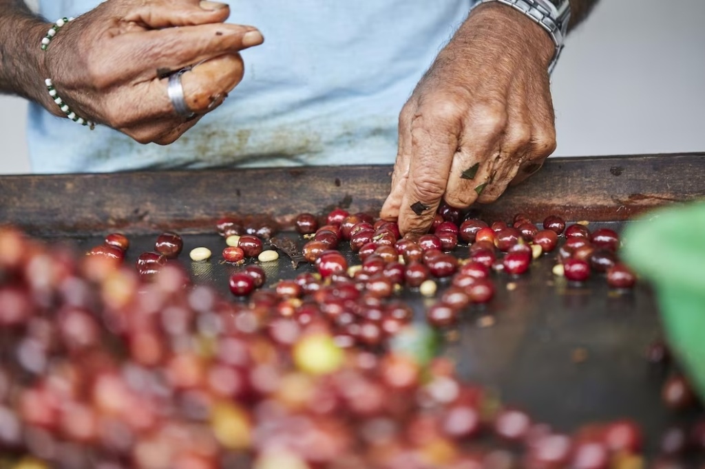 closeup-shot-male-hands-sorting-harvested-coffee-fruits-before-drying_181624-58904.jpg closeup-shot-male-hands-sorting-harvested-coffee-fruits-before-drying_181624-58904.jpg