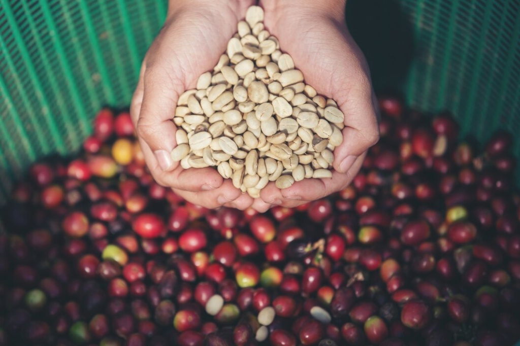 hands-that-carry-coffee-beans_1150-5773.jpg hands-that-carry-coffee-beans_1150-5773.jpg